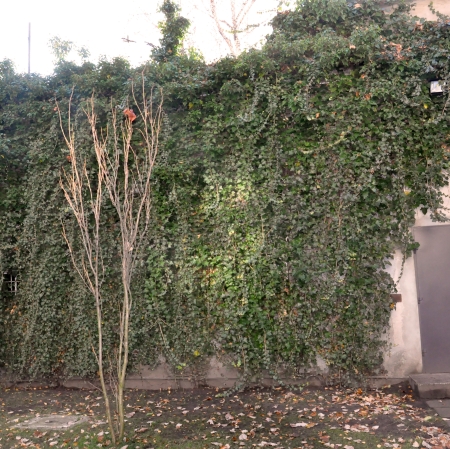 Old building in garden