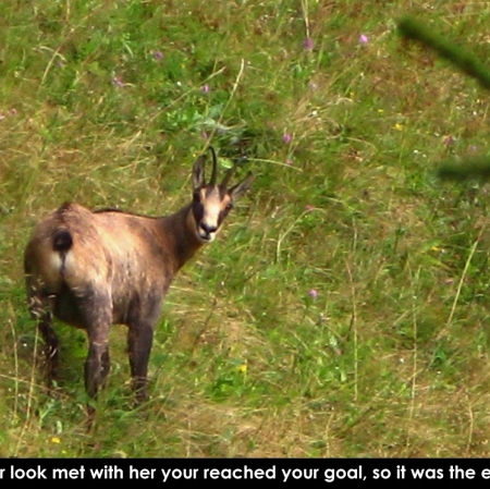 Tamás Kaszás, „Leśna szkoła”, pokaz slajdów, 2016, dzięki uprzejmości artystów