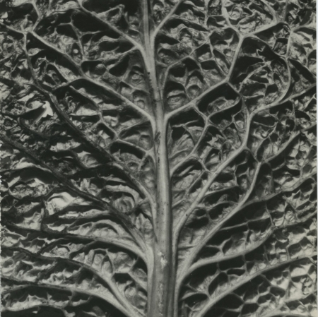  Wiesław Wojczulanis, Gothic, 1962/1986, gelatin-silver print, Muzeum Sztuki w Łodzi collection