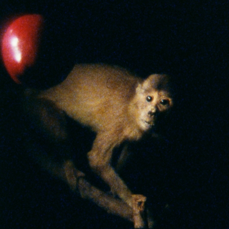 João Maria Gusmão, Pedro Paiva, "Darwin's Apple, Newton's Monkey", 2012, film 16mm, collection of  Muzeum Sztuki, Łódź